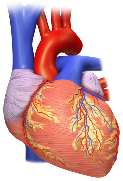 Una Radioterapia Que Evita el Trasplante De Corazón-SaludAhora.info