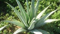 Aloe Vera para la Salud, Propiedades y Beneficios de esta Planta Maravillosa-SaludAhora.info