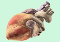 Síntomas de Insuficiencia Cardíaca: Señales de una Condición Grave-SaludAhora